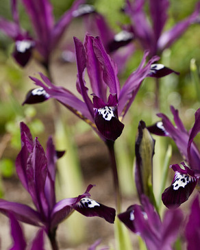 reticulata Pauline