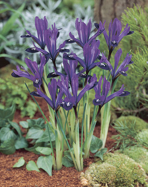 Reticulata Purple Gem