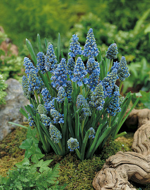 Armeniacum Blue Spike