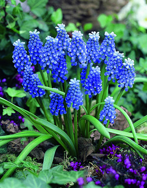 auch. Blue Magic (Tubergenianum)