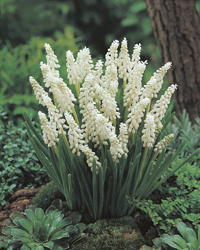Botryoides Album
