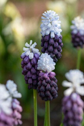 latifolium Grape Ice®