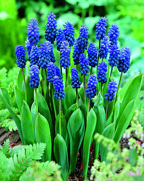 Latifolium