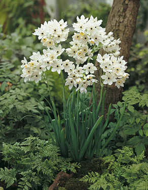Arabicum