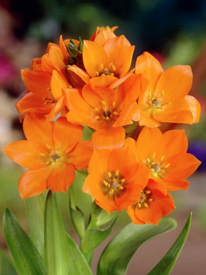 dubium Orange