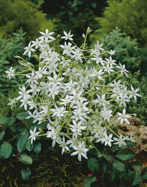 Umbellatum