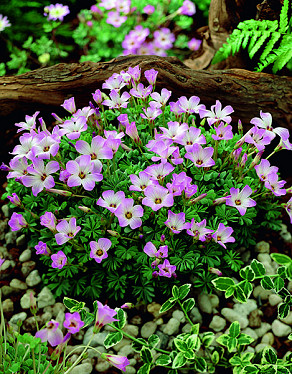 Adenophylla