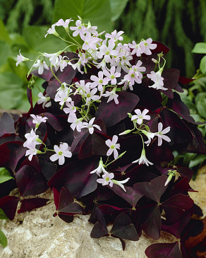 Triangularis