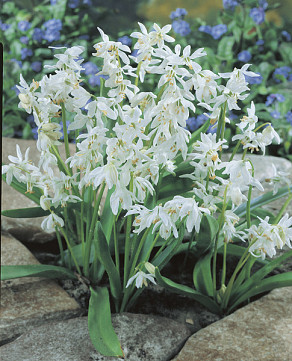Siberica Alba