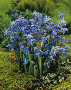 Siberica Spring Beauty