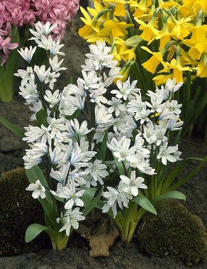 Tubergeniana (=mischtschenkoana)