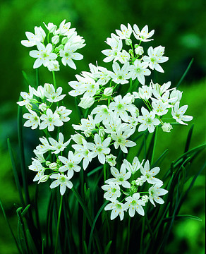 Hyacinthina