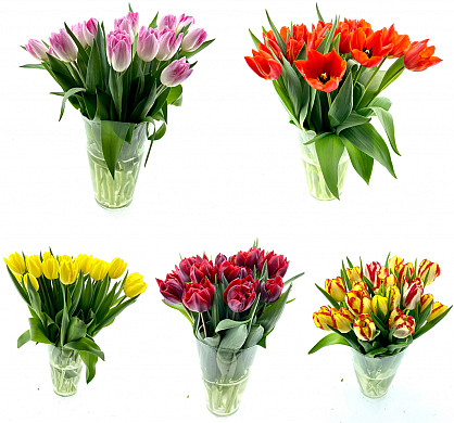 tulp selectie