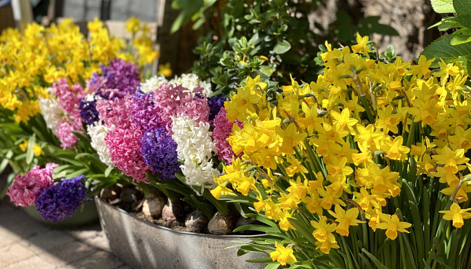 tuin bloembollen op pot