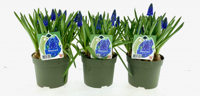 12cm muscari